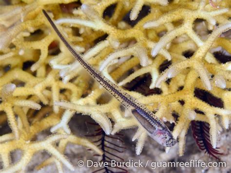 Pearlfishes (Carapidae) .